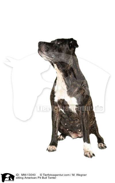 sitting American Pit Bull Terrier / MW-13040