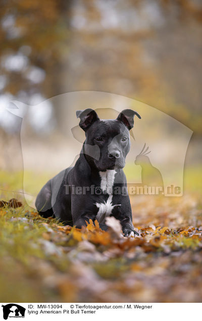 lying American Pit Bull Terrier / MW-13094