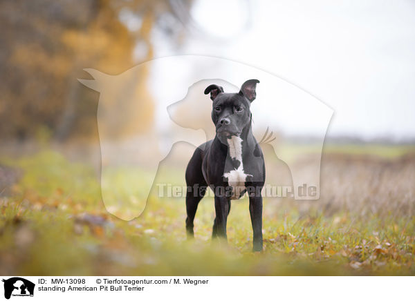 standing American Pit Bull Terrier / MW-13098