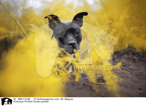 American Pit Bull Terrier portrait / MW-13106