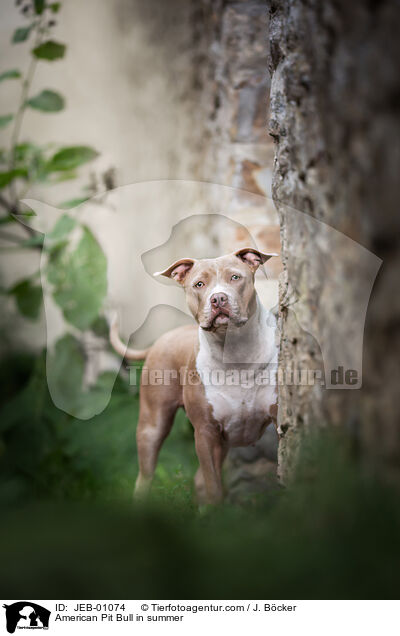 American Pit Bull im Sommer / American Pit Bull in summer / JEB-01074