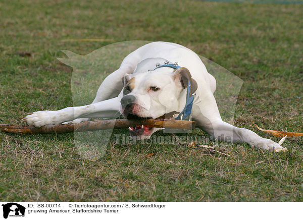 knabbernder American Staffordshire Terrier / gnawing American Staffordshire Terrier / SS-00714