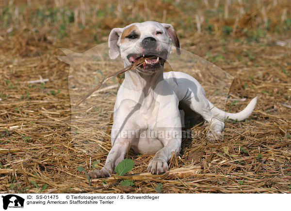 knabbernder American Staffordshire Terrier / gnawing American Staffordshire Terrier / SS-01475