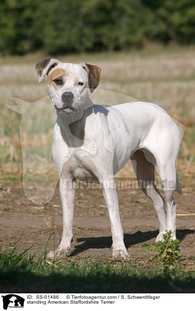 stehender American Staffordshire Terrier / standing American Staffordshire Terrier / SS-01486