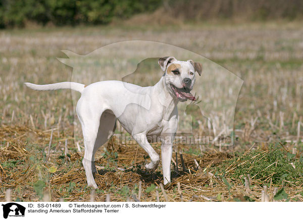 stehender American Staffordshire Terrier / standing American Staffordshire Terrier / SS-01489