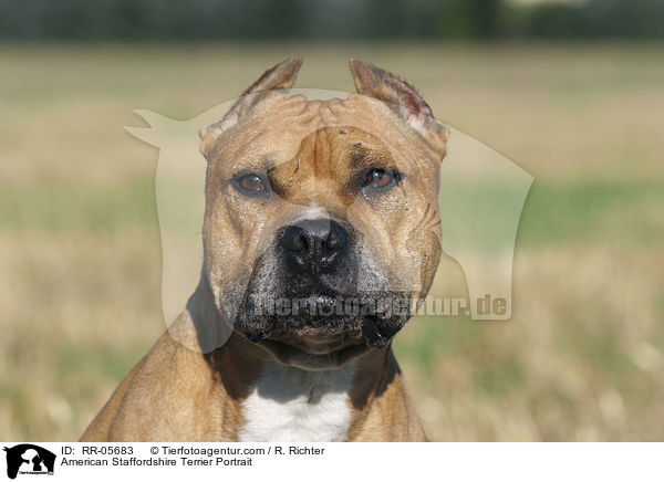American Staffordshire Terrier Portrait / RR-05683