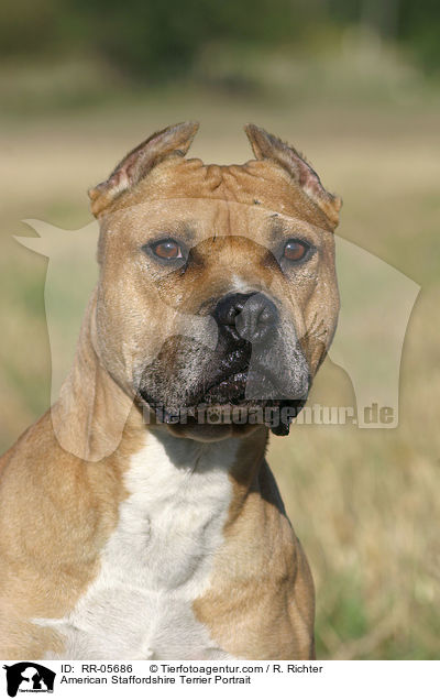 American Staffordshire Terrier Portrait / RR-05686