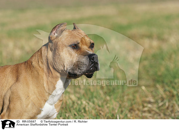 American Staffordshire Terrier Portrait / American Staffordshire Terrier Portrait / RR-05687