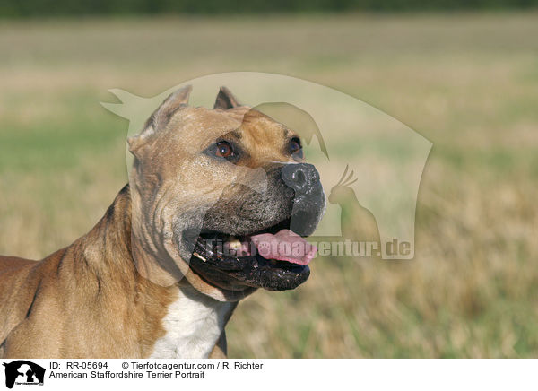 American Staffordshire Terrier Portrait / RR-05694