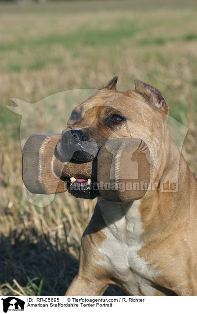 American Staffordshire Terrier Portrait / RR-05695