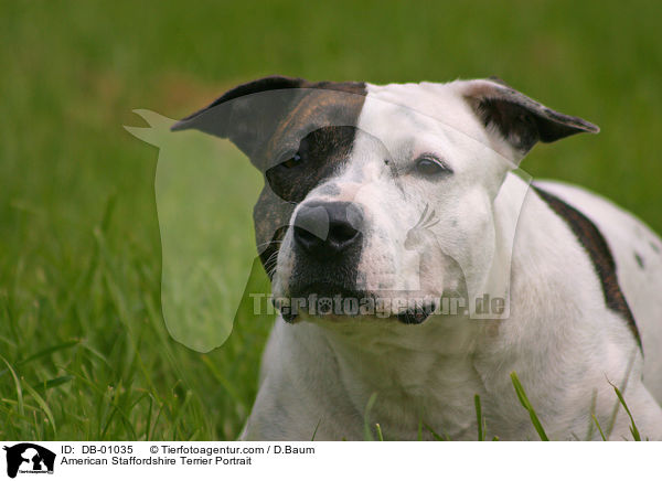 American Staffordshire Terrier Portrait / DB-01035