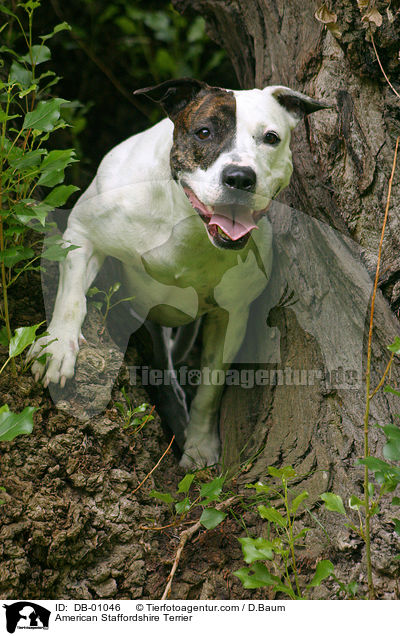 American Staffordshire Terrier / DB-01046