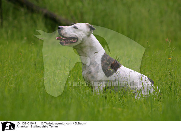 American Staffordshire Terrier / DB-01047