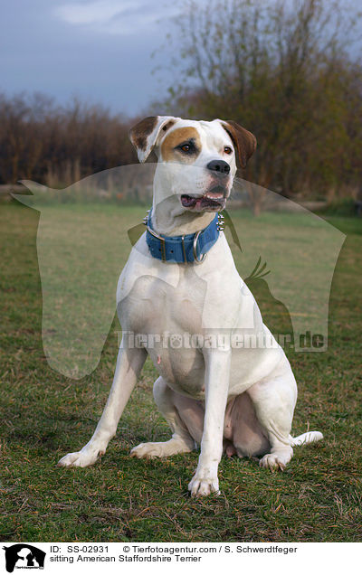 sitting American Staffordshire Terrier / SS-02931