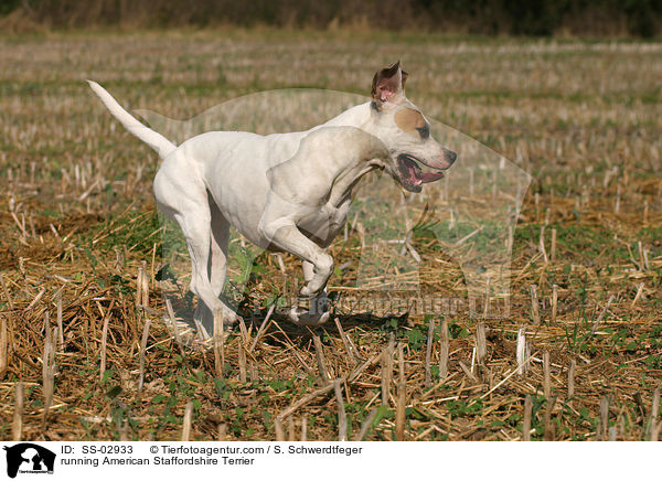 running American Staffordshire Terrier / SS-02933
