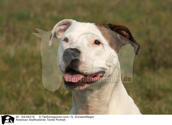 American Staffordshire Terrier Portrait / SS-08316