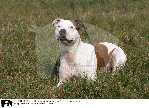 lying American Staffordshire Terrier / SS-08319