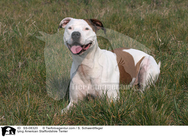 lying American Staffordshire Terrier / SS-08320