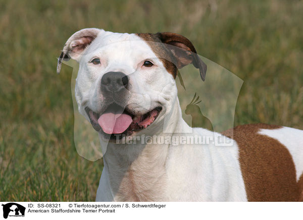 American Staffordshire Terrier Portrait / SS-08321