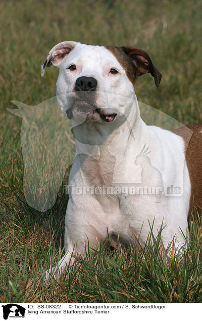 lying American Staffordshire Terrier / SS-08322