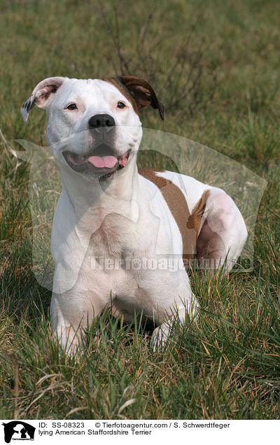 lying American Staffordshire Terrier / SS-08323