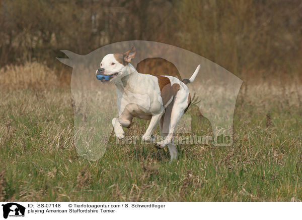 playing American Staffordshire Terrier / SS-07148