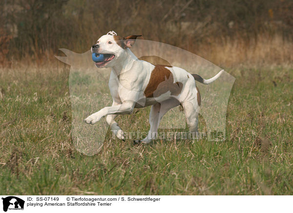 playing American Staffordshire Terrier / SS-07149