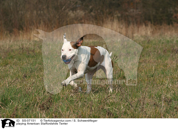 playing American Staffordshire Terrier / SS-07151