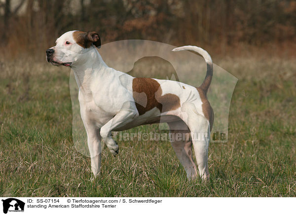standing American Staffordshire Terrier / SS-07154