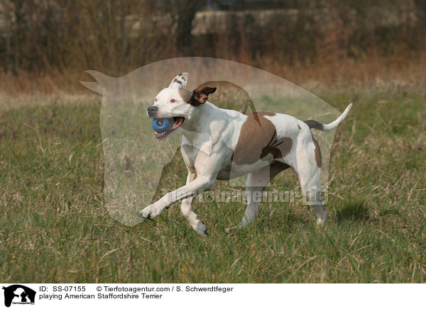 playing American Staffordshire Terrier / SS-07155