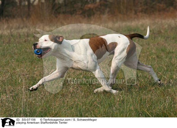 playing American Staffordshire Terrier / SS-07156