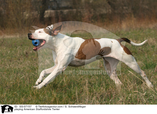 playing American Staffordshire Terrier / SS-07157