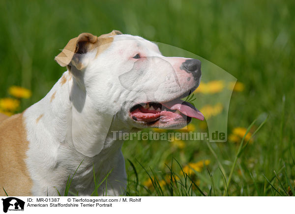American Staffordshire Terrier Portrait / MR-01387