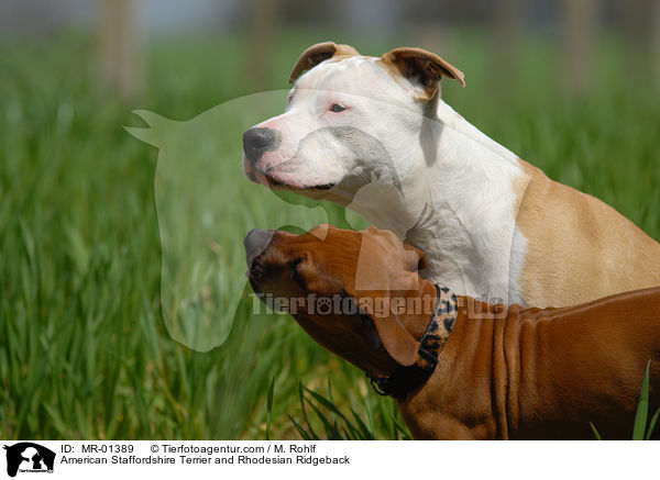 American Staffordshire Terrier and Rhodesian Ridgeback / MR-01389