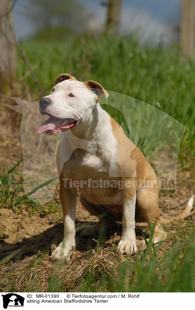 sitting American Staffordshire Terrier / MR-01390