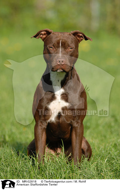 American Staffordshire Terrier / MR-02818