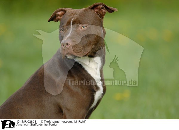 American Staffordshire Terrier / MR-02823