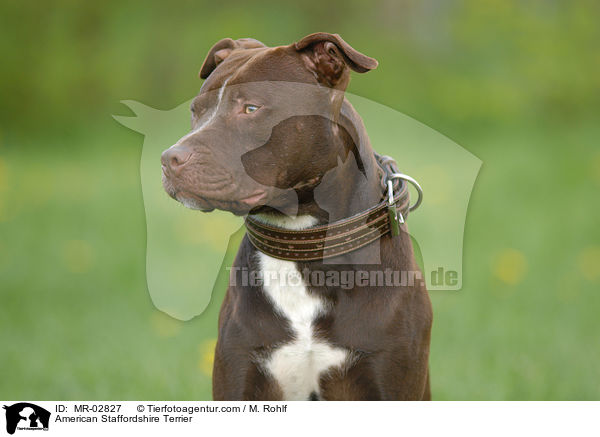 American Staffordshire Terrier / MR-02827