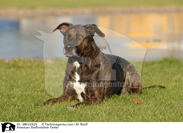 American Staffordshire Terrier / MR-02829