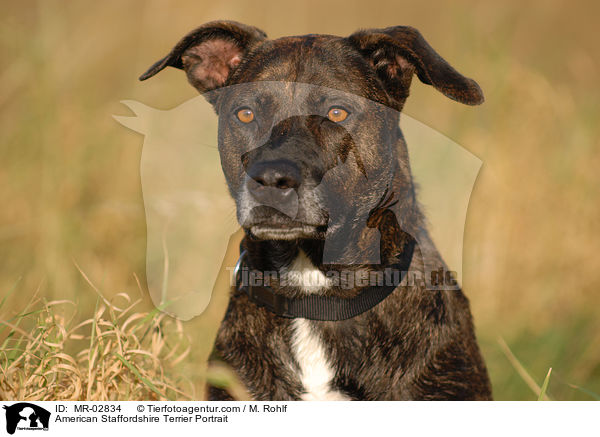 American Staffordshire Terrier Portrait / MR-02834