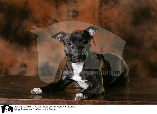 lying American Staffordshire Terrier / KL-02763