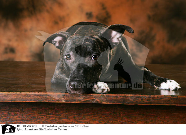 lying American Staffordshire Terrier / KL-02765
