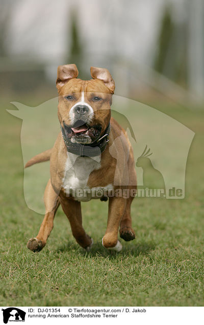 running American Staffordshire Terrier / DJ-01354