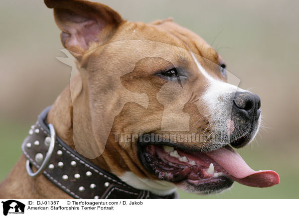 American Staffordshire Terrier Portrait / DJ-01357