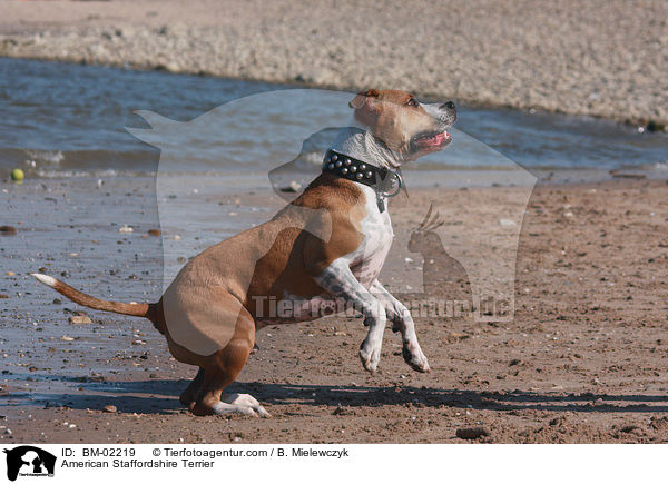 American Staffordshire Terrier / BM-02219