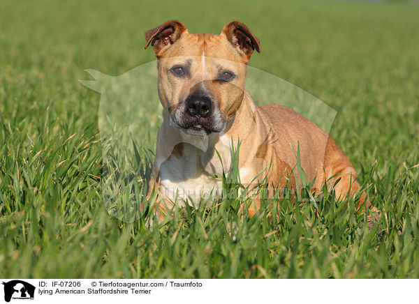 lying American Staffordshire Terrier / IF-07206