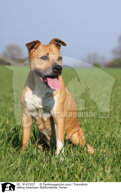 sitting American Staffordshire Terrier / IF-07207