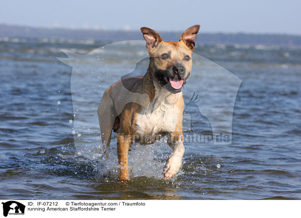 running American Staffordshire Terrier / IF-07212