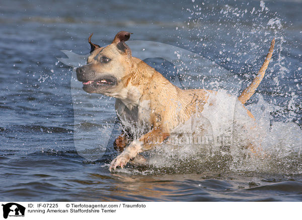 running American Staffordshire Terrier / IF-07225