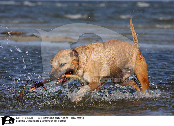 playing American Staffordshire Terrier / IF-07236